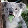 solowingpixy's profile picture