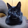 くろぬこ's profile picture