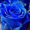 Deborah Dunifon's profile picture
