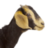 Goat In the Water's profile picture