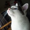 Profilbild von はしびろ猫