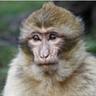 Theatremonkey profil fotoğrafı
