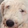 gil caufman's profile picture