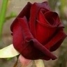 سَفِيرة الخَير 's profile picture
