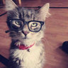 Profilbild von Así es, soy un gato.