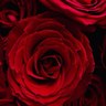 Abeer's profile picture