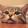 うにゃん profil fotoğrafı
