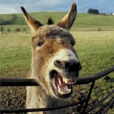 Carlos ElMasri's profile picture
