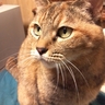 tenka's profile picture