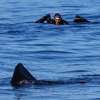 BaskingSharkScotland's profile picture