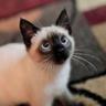黒猫666's profile picture