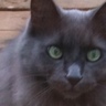 Harper_Blue's profile picture