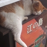ぶちえもん🐈‍⬛ぬこ暮らし🐾 的头像