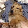 陸ツヅキ's profile picture