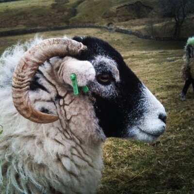 Hill Top Farm's profile picture