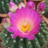 Фото профиля SATUKI