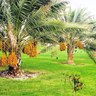 أ.د. مريم بنت راشد التميمي🇸🇦 profil fotoğrafı