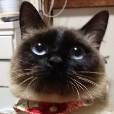 たぬKIKI's profile picture