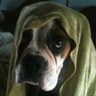 rachelgirl's profile picture
