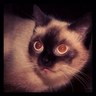 Profilbild von Hibar