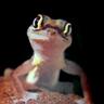 Mr. Gecko's profile picture
