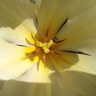 Judith Harvey's profile picture