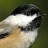 chickadee's profile picture