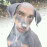 Bicho_Indignado profil fotoğrafı