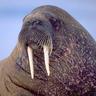 Фото профиля TheWalrus 🎗