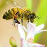 Lopez Bees profil fotoğrafı