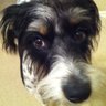 Rand Foster's profile picture