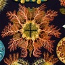 PrakashLab 的头像