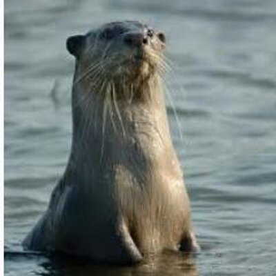 George Monbiot's profile picture