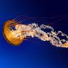 Фото профиля Scott Romans