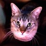 ちょもP profil fotoğrafı