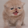 Fuzzee Pundit's profile picture