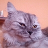Эльф Мордора's profile picture