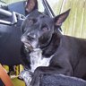 Smokie BlackDog's profile picture