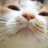 Satori.N profil fotoğrafı