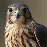 واحــــد's profile picture