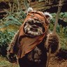 Fangs -  Ewok 的头像