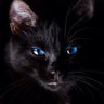 Stenoclimber's profile picture