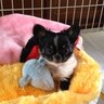 Фото профиля チワワのシェイク🐶