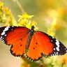 NOHELIA ARTEAGA's profile picture