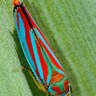 RallyBug's profile picture