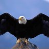 Mustache Eagle's profile picture
