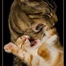 Scout & Riley's profile picture
