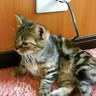 メェイウェイ イーシン profil fotoğrafı