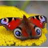 Paul Fald profil fotoğrafı
