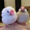 Profilbild von sakura1223